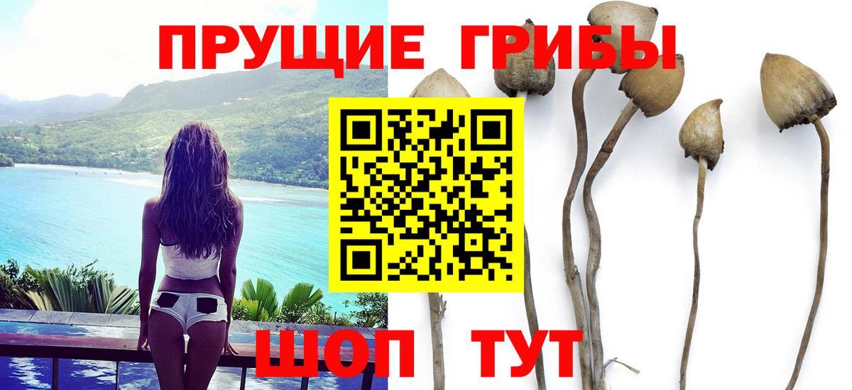 Псилоцибиновые грибы Psilocybine cubensis Ярцево